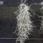 Spanish Moss (Bunch)