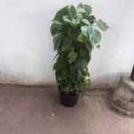Heart Leaf Philodendron On Moss Pole 25cm Pot