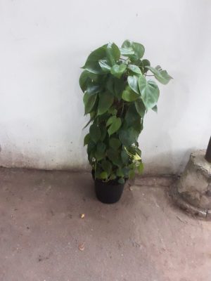 Heart Leaf Philodendron On Moss Pole 25cm Pot