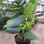 Delicious Monster 23cm Pot