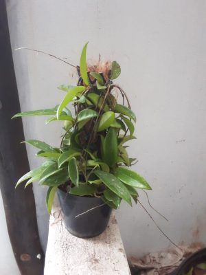 Hoya Mini Moss Pole 20cm Pot