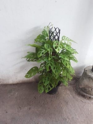 WhatsApp-Image-2024-04-03-at-8.13.08-AM.jpeg Monstera Adansonii On 90cm Moss Pole