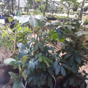 Natal Mahogany 30cm Pot