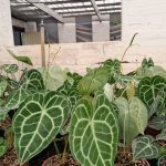 Turtle Leaf Anthurium 14cm Pot