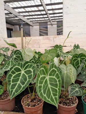 Turtle Leaf Anthurium 14cm Pot