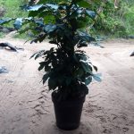 Natal Mahogany 43cm Pot