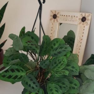 WhatsApp-Image-2024-05-14-at-11.59.31-1.jpeg Prayer Plant 'Kerchoveana' 20cm H/B