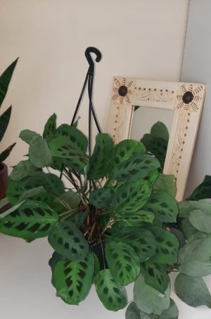 Prayer Plant 'Kerchoveana' 20cm H/B