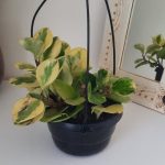 Peperomia USA 16cm H/B