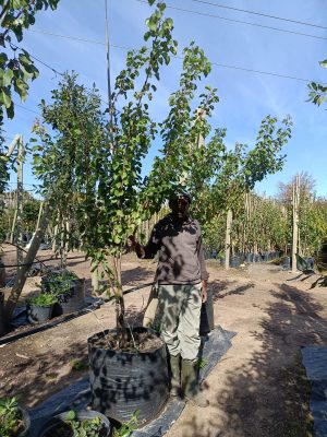 Apricot Babeco 100lt