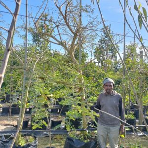 Vachellia Sieberiana Var. Woodii 100lt