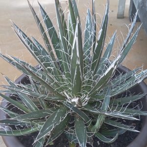 Agave Filivera 17cm Pot