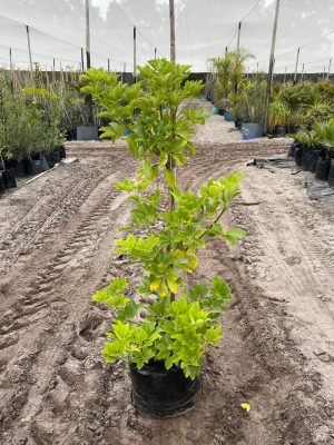 Schefflera Actinophylla (Umbrella Tree) 20lt