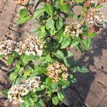 Viburnum Tinus 'Eve Prince' 10lt