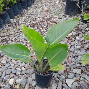 Strelitzia Nicolai 17cm Pot