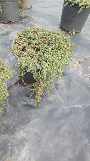 Thyme Pink Chintz 17cm Pot