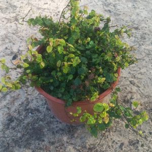 WhatsApp-Image-2024-08-20-at-09.13.33.jpeg Ficus Repens/Pumila 22cm Pot (Tickey Creeper)