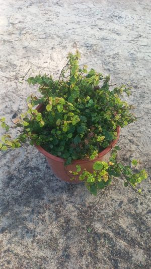 WhatsApp-Image-2024-08-20-at-09.13.33.jpeg Ficus Repens/Pumila 22cm Pot (Tickey Creeper)