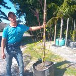 Acer Palmatum ‘Atropurpureum’ (Red Japanese Maple) 70lt