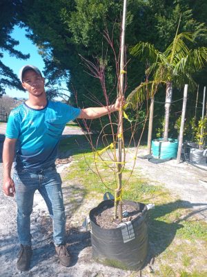 Acer Palmatum ‘Atropurpureum’ (Red Japanese Maple) 70lt