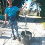 Acer Palmatum Dissectum 'Copper' (Copper Japanese Maple) 70lt