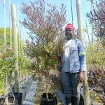WhatsApp-Image-2024-09-23-at-13.29.59.jpeg Dodonaea Viscosa Purpurea 40lt