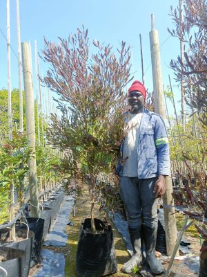 WhatsApp-Image-2024-09-23-at-13.29.59.jpeg Dodonaea Viscosa Purpurea 40lt