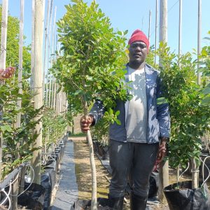 WhatsApp-Image-2024-09-23-at-13.31.21.jpeg Ficus Microcarpa 40lt