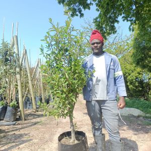 Kiggelaria Africana 40lt