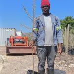 Acacia Karoo 20lt