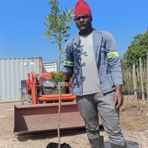 Pittosporum Viridiflorum 20lt