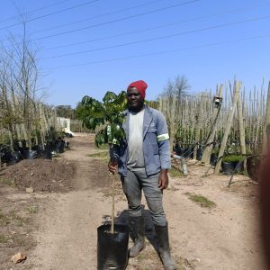 Trichilia Emetica 20lt