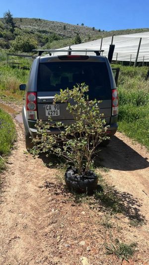 Blueberry Misty 20lt