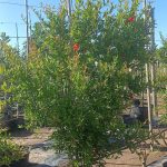 Pomegranate Wonderful Tree 100lt