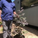 Copper Beech Tree 25lt