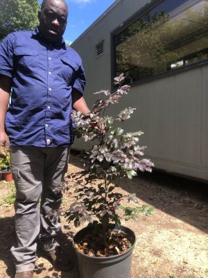 Copper Beech Tree 25lt