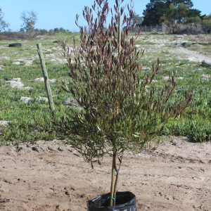 WhatsApp-Image-2024-11-20-at-09.31.40.jpeg Dodonaea Augustifolia "Purpurea" Tree 50lt