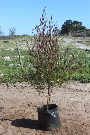 WhatsApp-Image-2024-11-20-at-09.31.40.jpeg Dodonaea Augustifolia "Purpurea" Tree 50lt