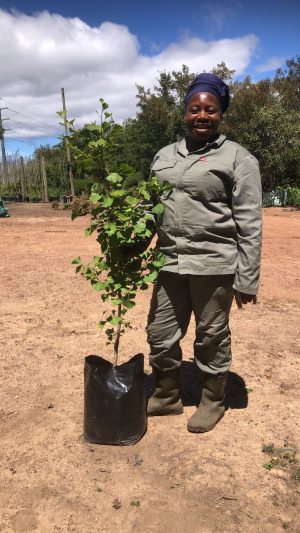 WhatsApp-Image-2024-12-02-at-10.50.31.jpeg Ginkgo Biloba Tree