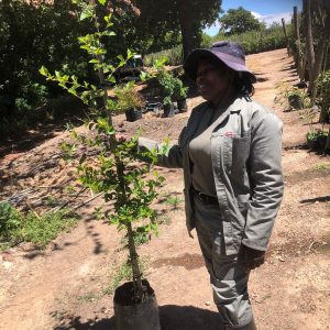 WhatsApp-Image-2024-12-02-at-12.07.07.jpeg Grewia Occidentalis 25lt Pot