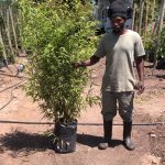 Phyllostachys Nigra 20lt (Black Bamboo)