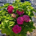Hydrangea 20lt