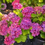 Hydrangea 20lt