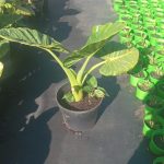 Alocasia Dwarf Calidora 26cm Pot