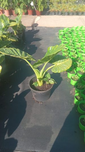 Alocasia Dwarf Calidora 26cm Pot