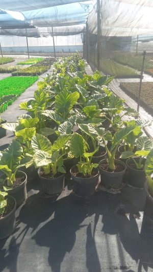 Alocasia Dwarf Calidora 26cm Pot