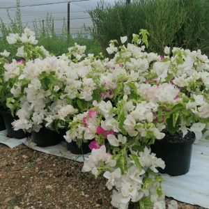 WhatsApp-Image-2025-01-14-at-16.15.32-1.jpeg Bougainvillea Coconut Ice 21cm Pot