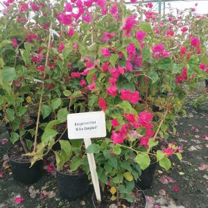 WhatsApp-Image-2025-01-14-at-16.15.45.jpeg Bougainvillea Killie Campbell 21cm Pot