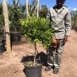 WhatsApp-Image-2025-01-23-at-15.37.29.jpeg Ficus Nitida Lollipop/Standard 20lt