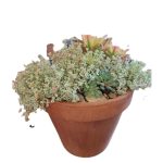 Succulent Terracotta Pot 21cm